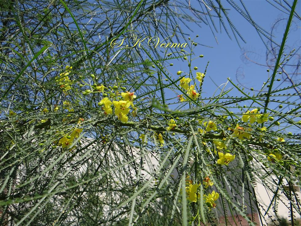  Flowering branch